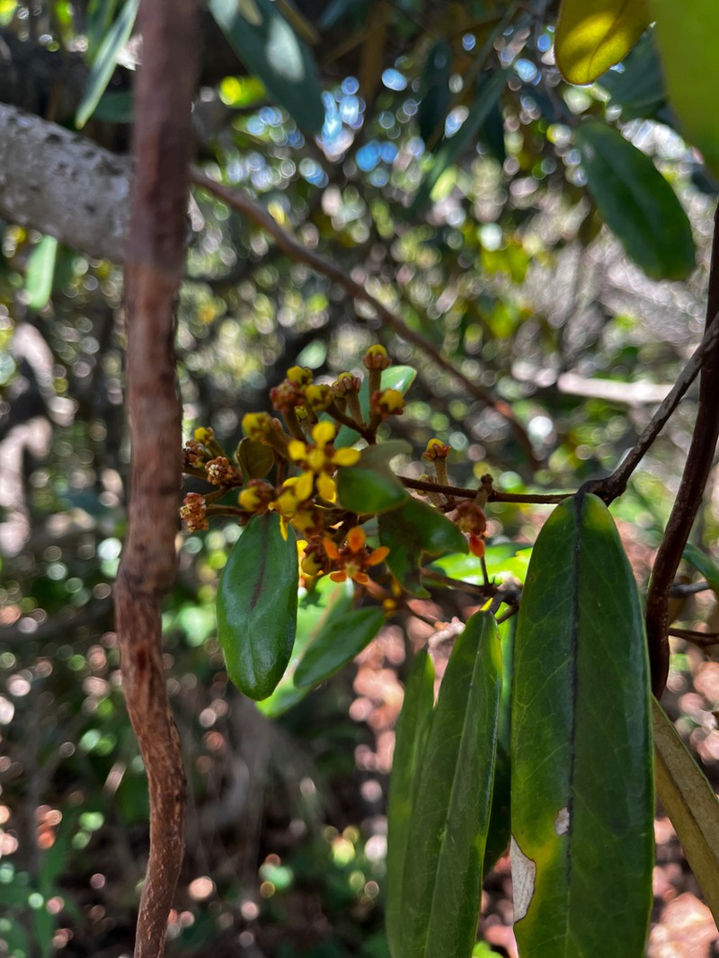 Heteropterys chrysophylla photo 6