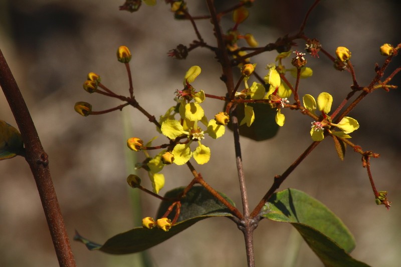 Heteropterys cochleosperma