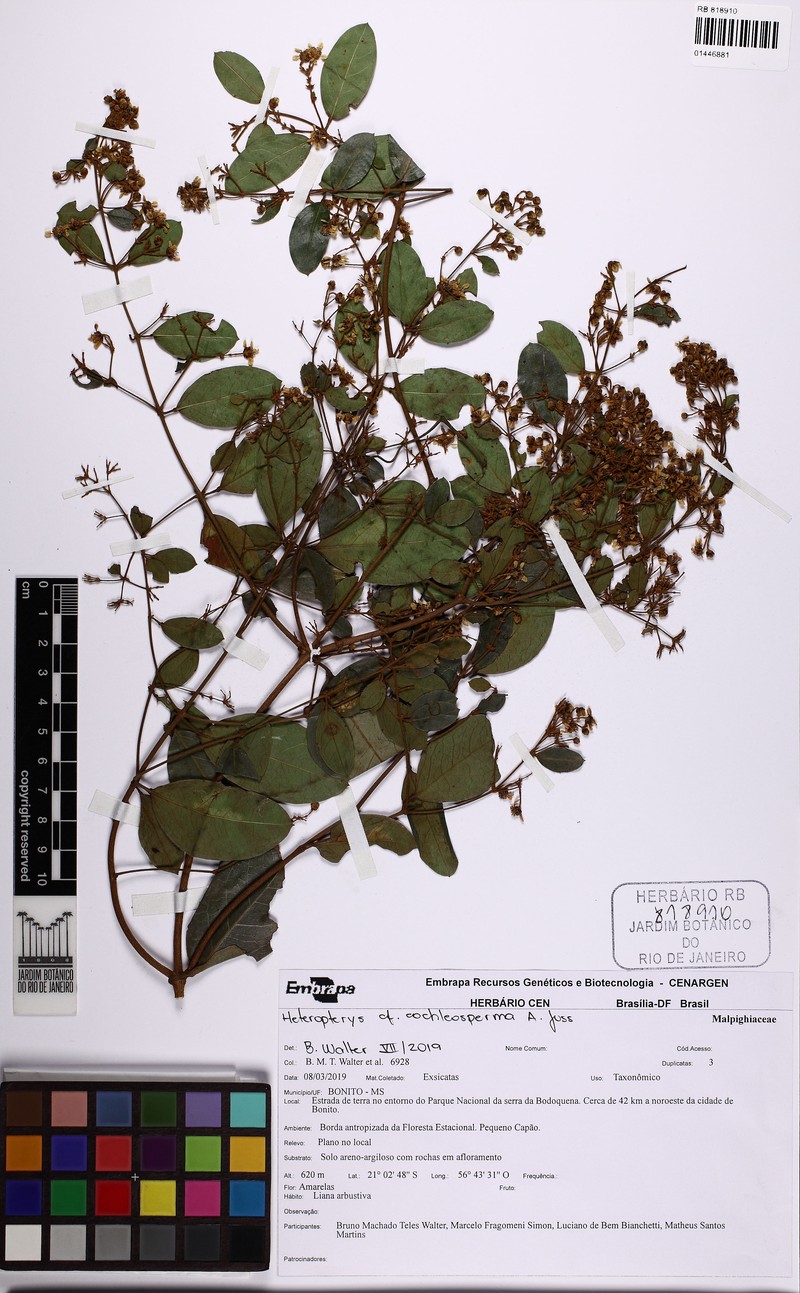 Heteropterys cochleosperma photo 2