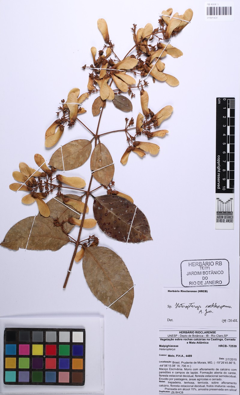 Heteropterys cochleosperma photo 3