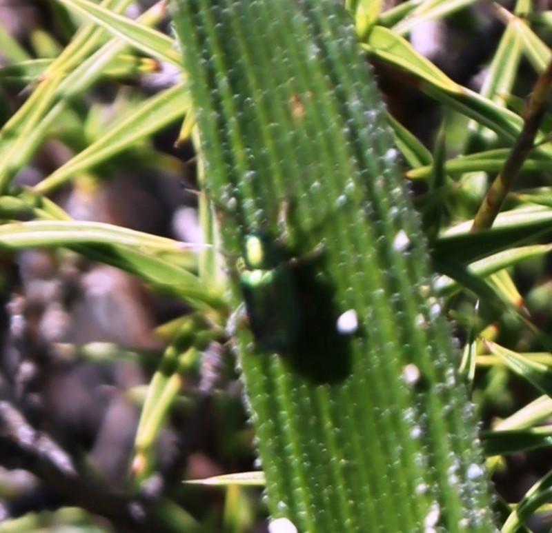 Heteropterys coleoptera photo 7