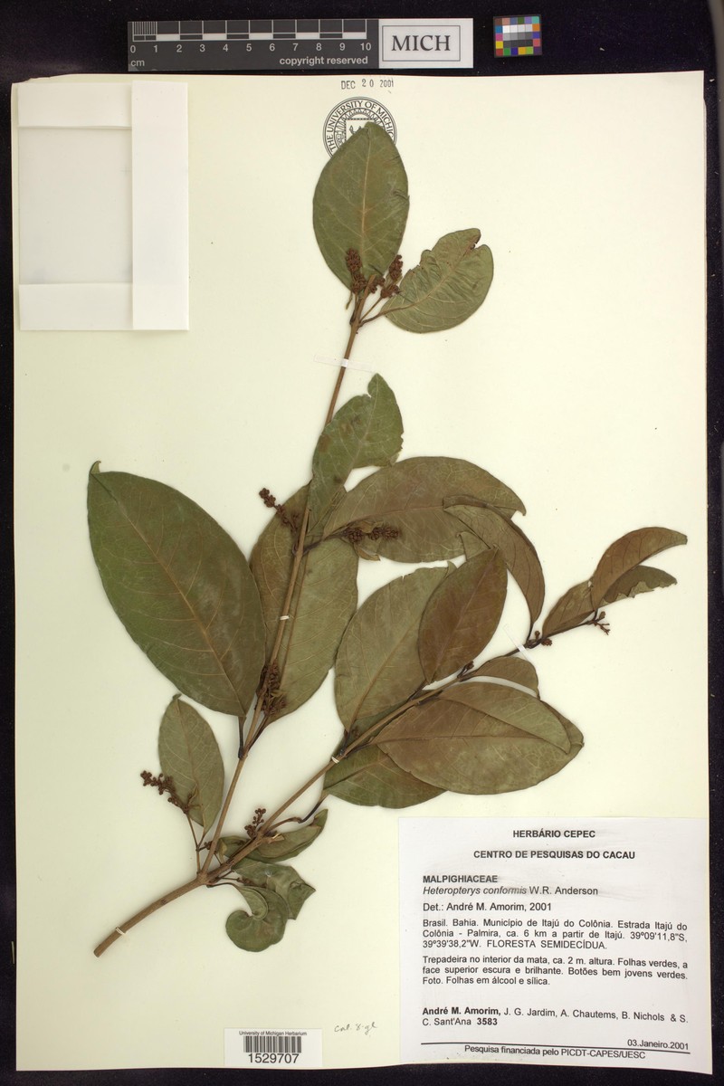 Heteropterys conformis