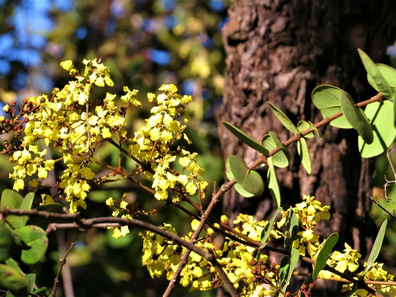 Heteropterys coriacea