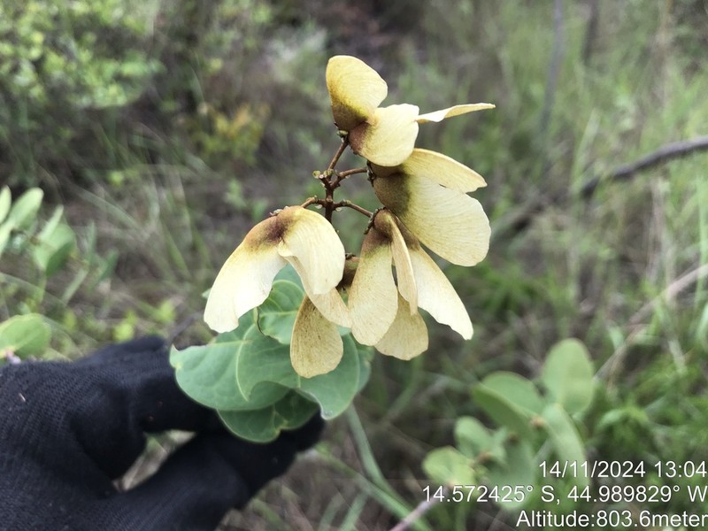 Heteropterys coriacea photo 2