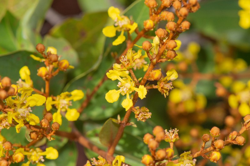 Heteropterys coriacea photo 4