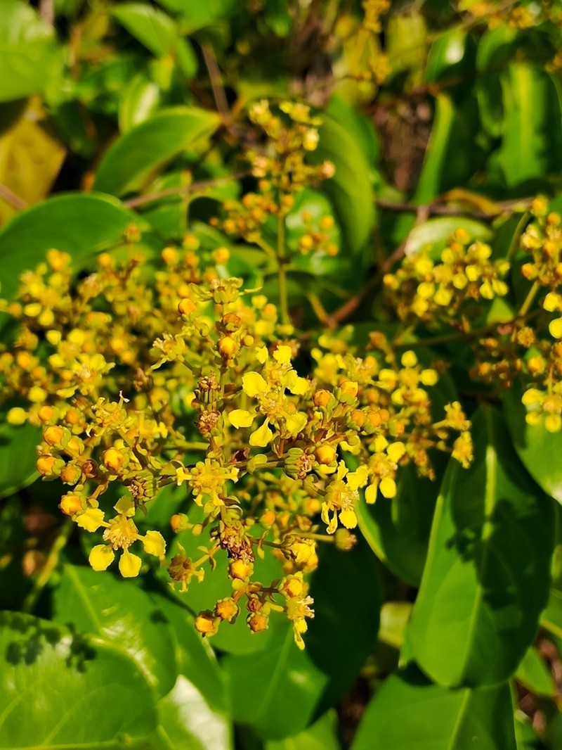 Heteropterys coriacea photo 5