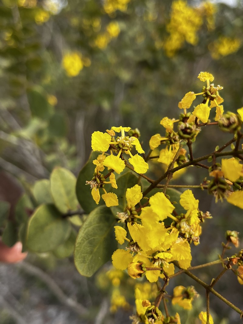 Heteropterys coriacea photo 6