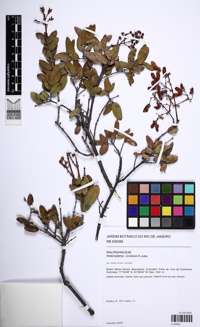 Heteropterys coriacea photo 7