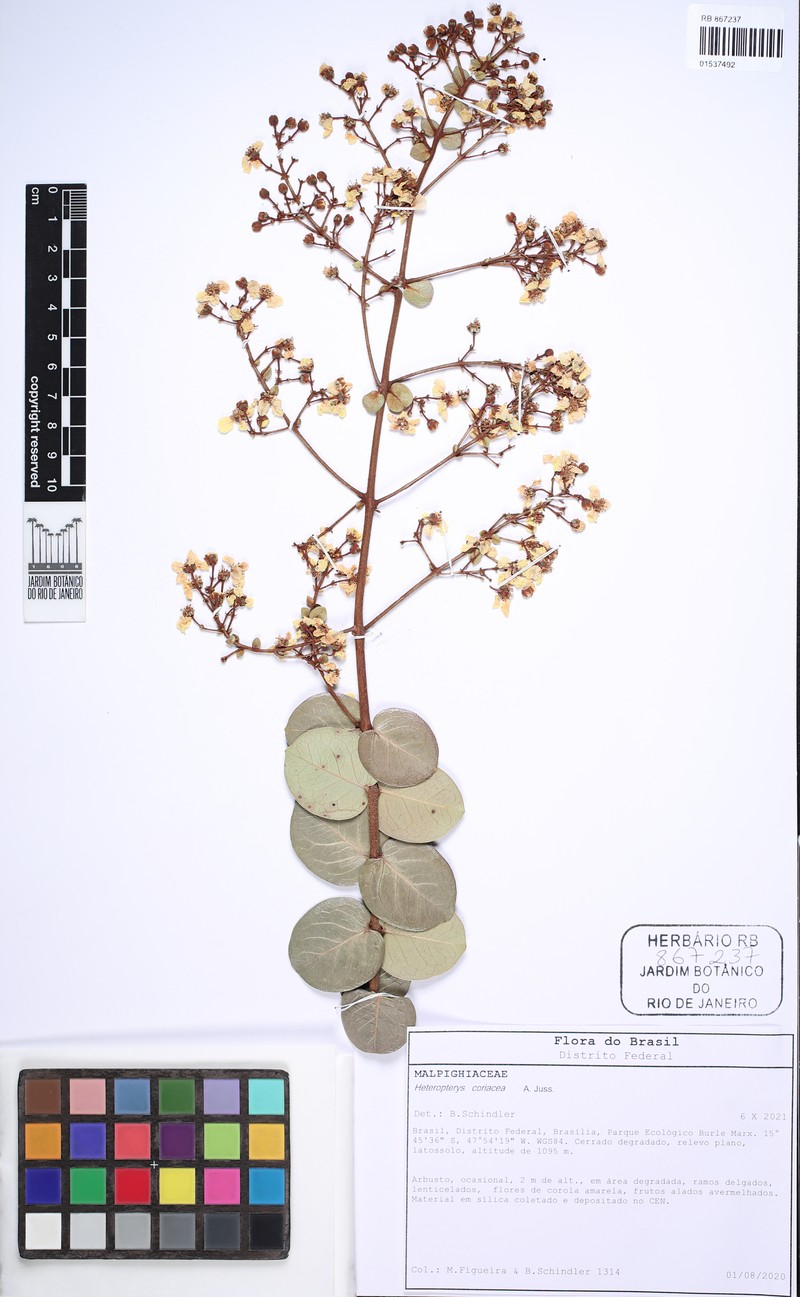 Heteropterys coriacea photo 8
