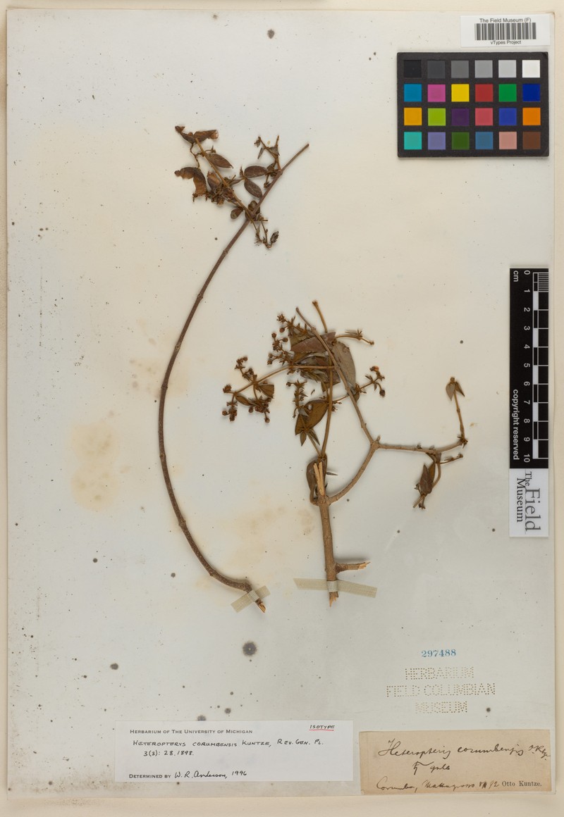 Heteropterys corumbensis