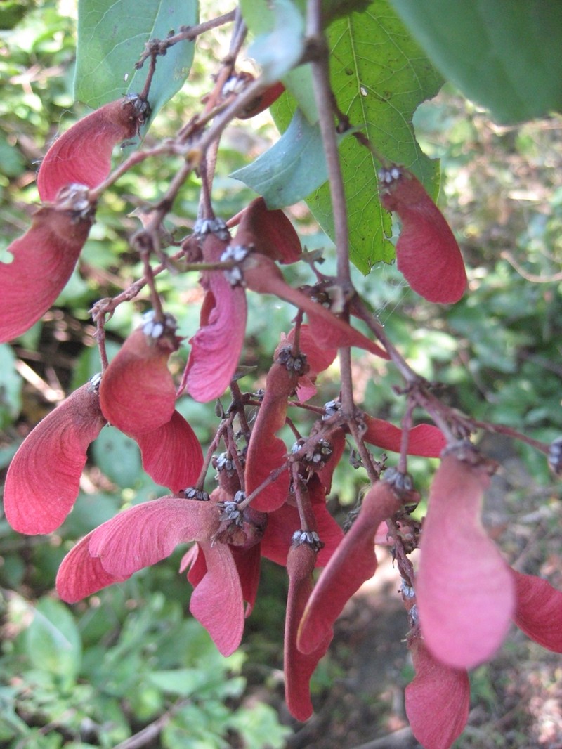 Heteropterys cotinifolia