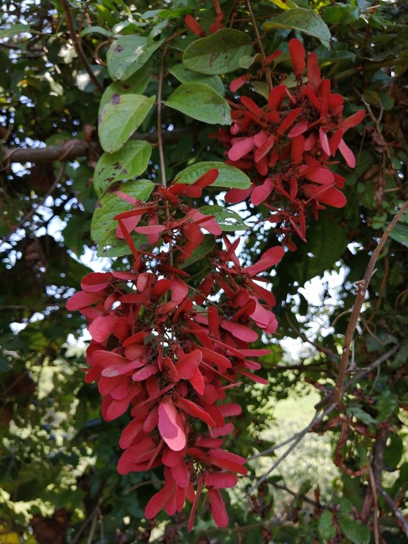 Heteropterys cotinifolia photo 2
