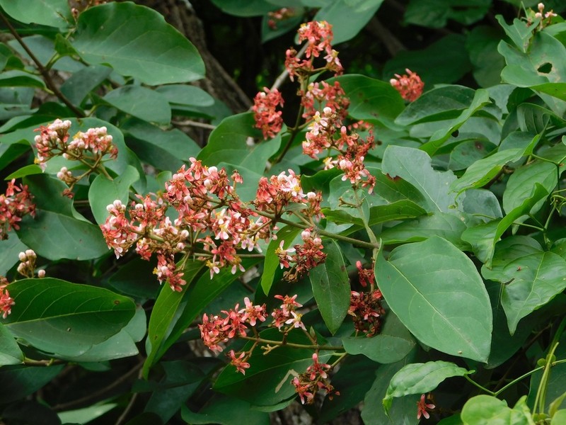 Heteropterys cotinifolia photo 3