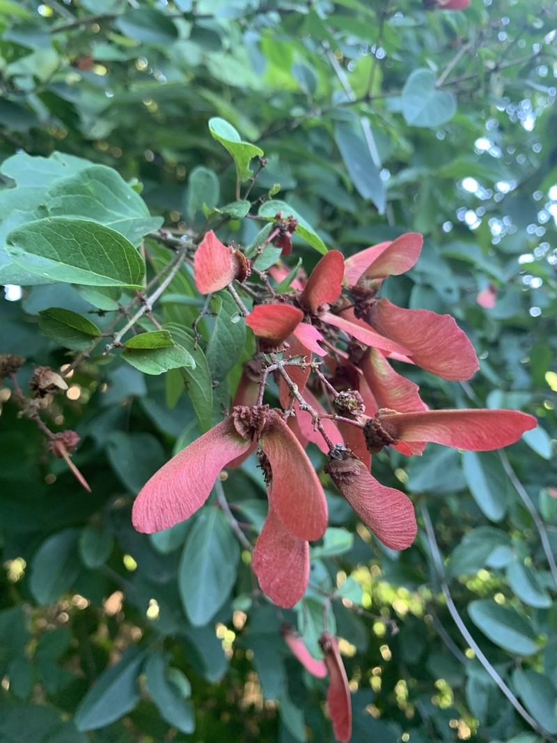 Heteropterys cotinifolia photo 4