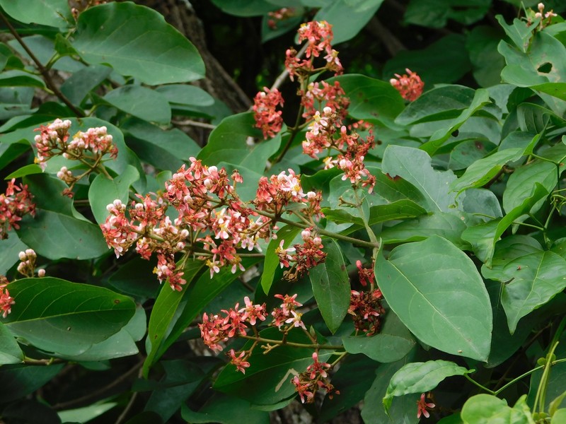 Heteropterys cotinifolia photo 5