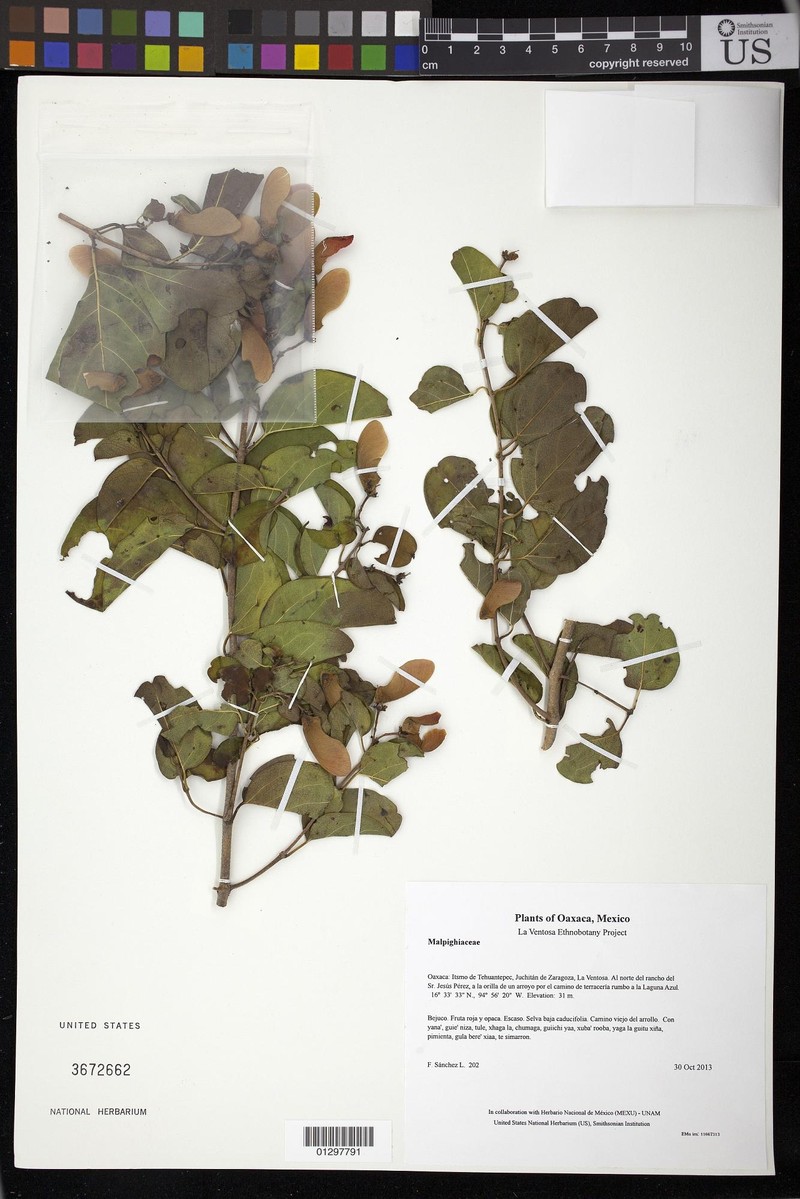 Heteropterys cotinifolia photo 7