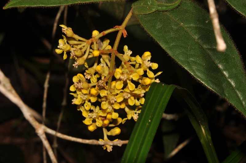 Heteropterys crinigera