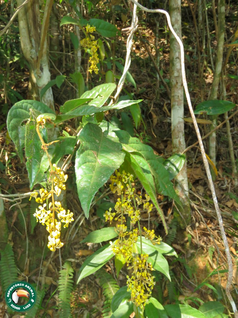 Heteropterys crinigera photo 2