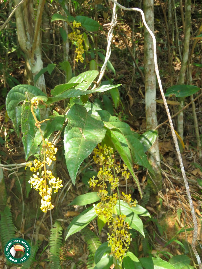 Heteropterys crinigera photo 3