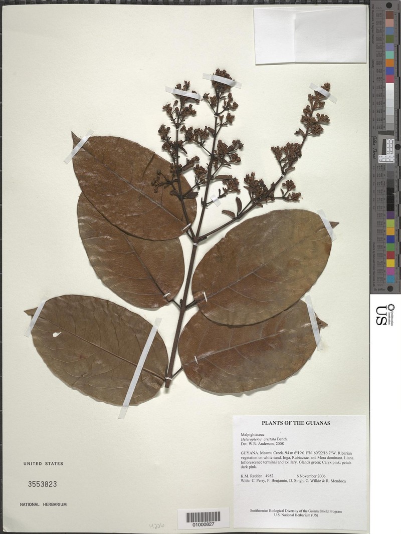 Heteropterys cristata
