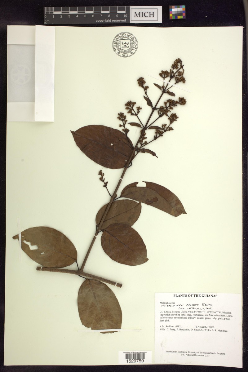Heteropterys cristata photo 2