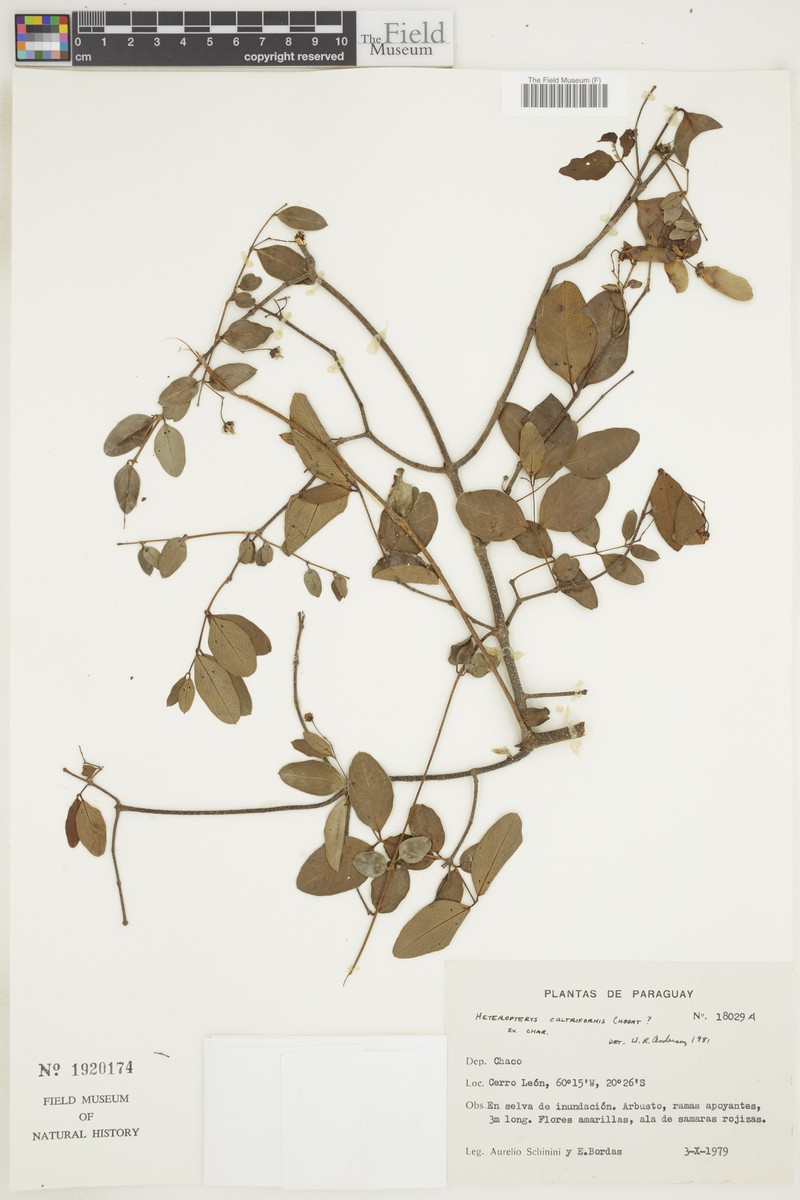 Heteropterys cultriformis
