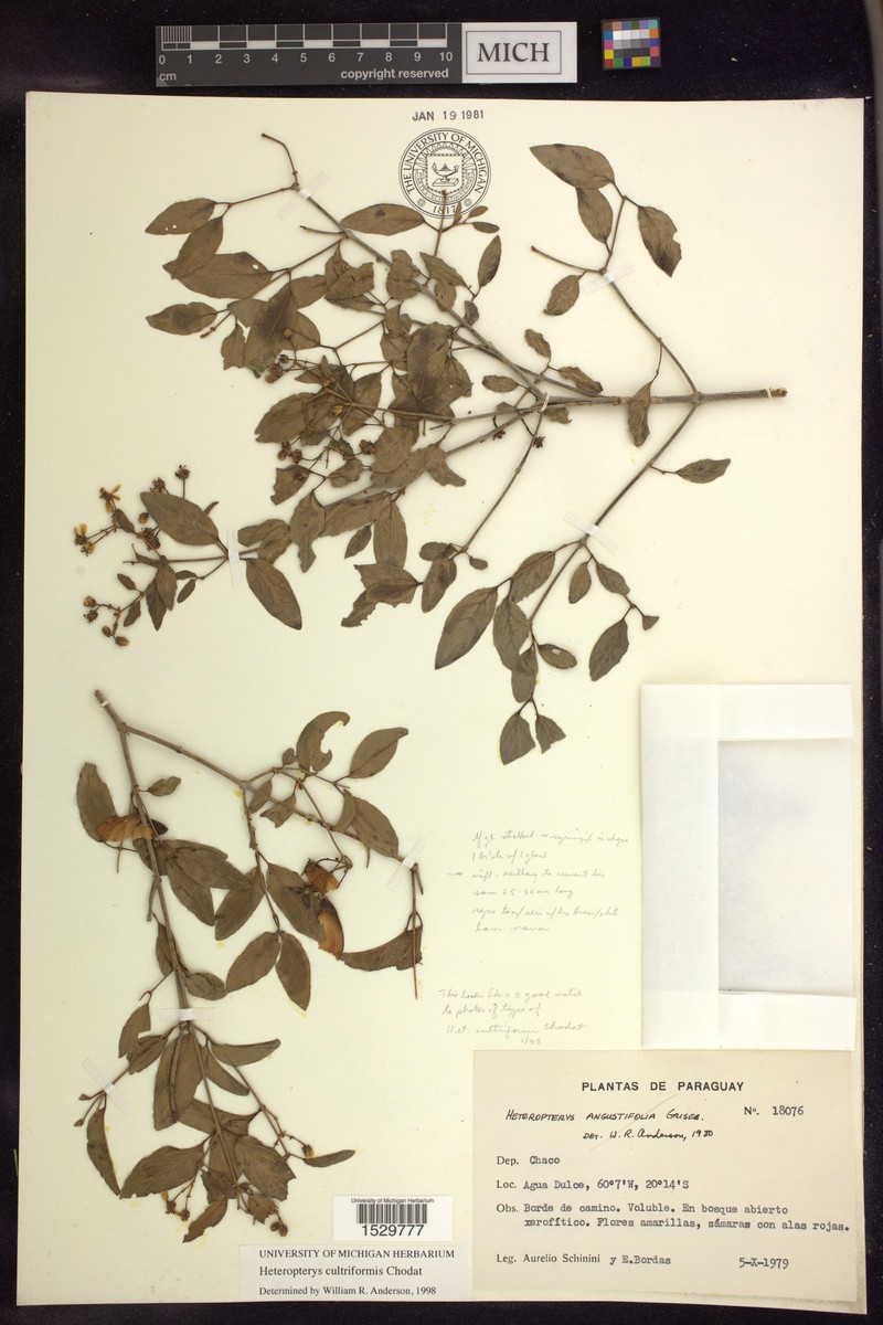 Heteropterys cultriformis photo 2