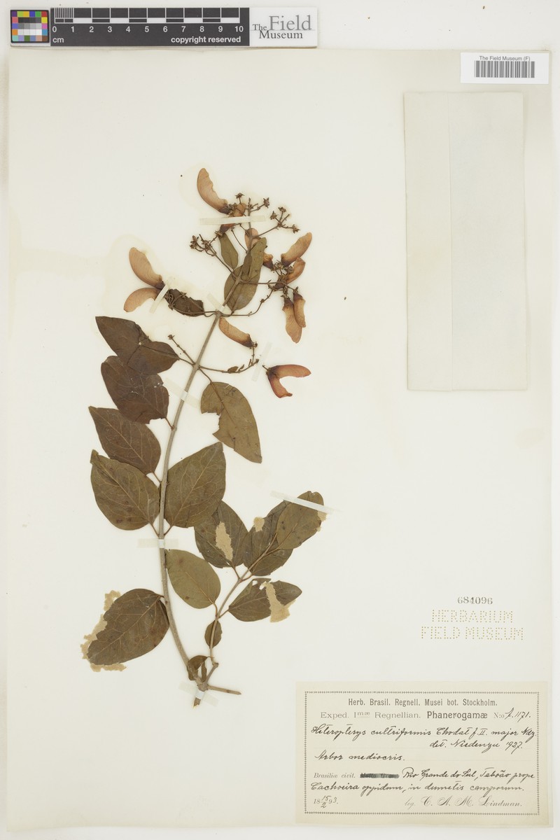 Heteropterys cultriformis photo 3