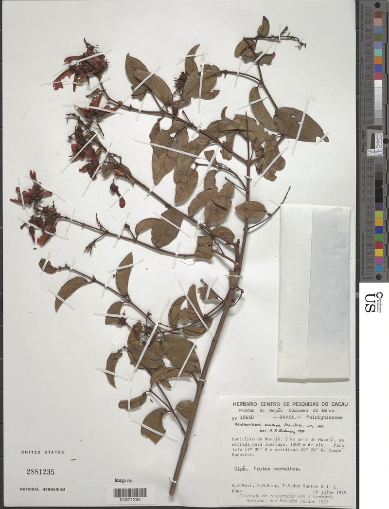 Heteropterys discolor