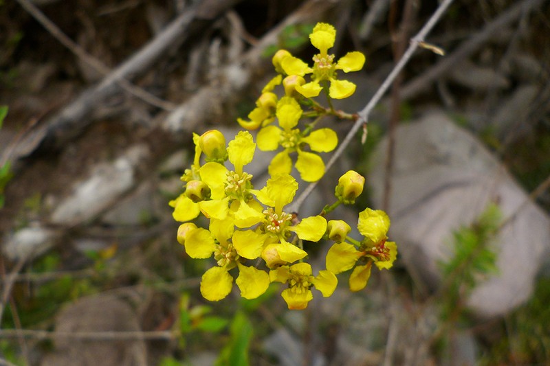 Heteropterys dumetorum