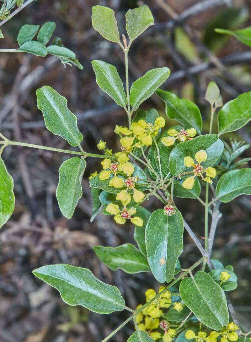 Heteropterys dumetorum photo 4