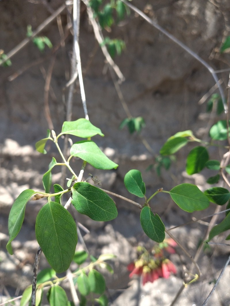 Heteropterys dumetorum photo 7