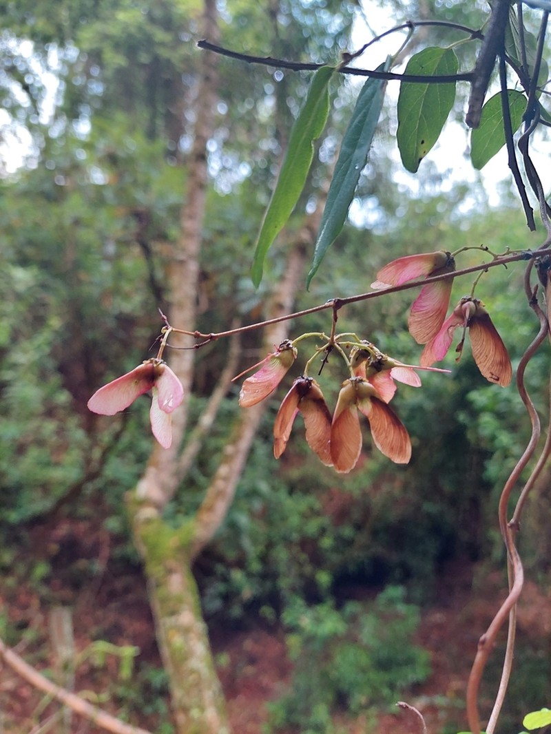 Heteropterys dumetorum photo 8