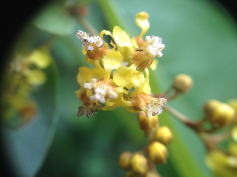 Heteropterys dusenii