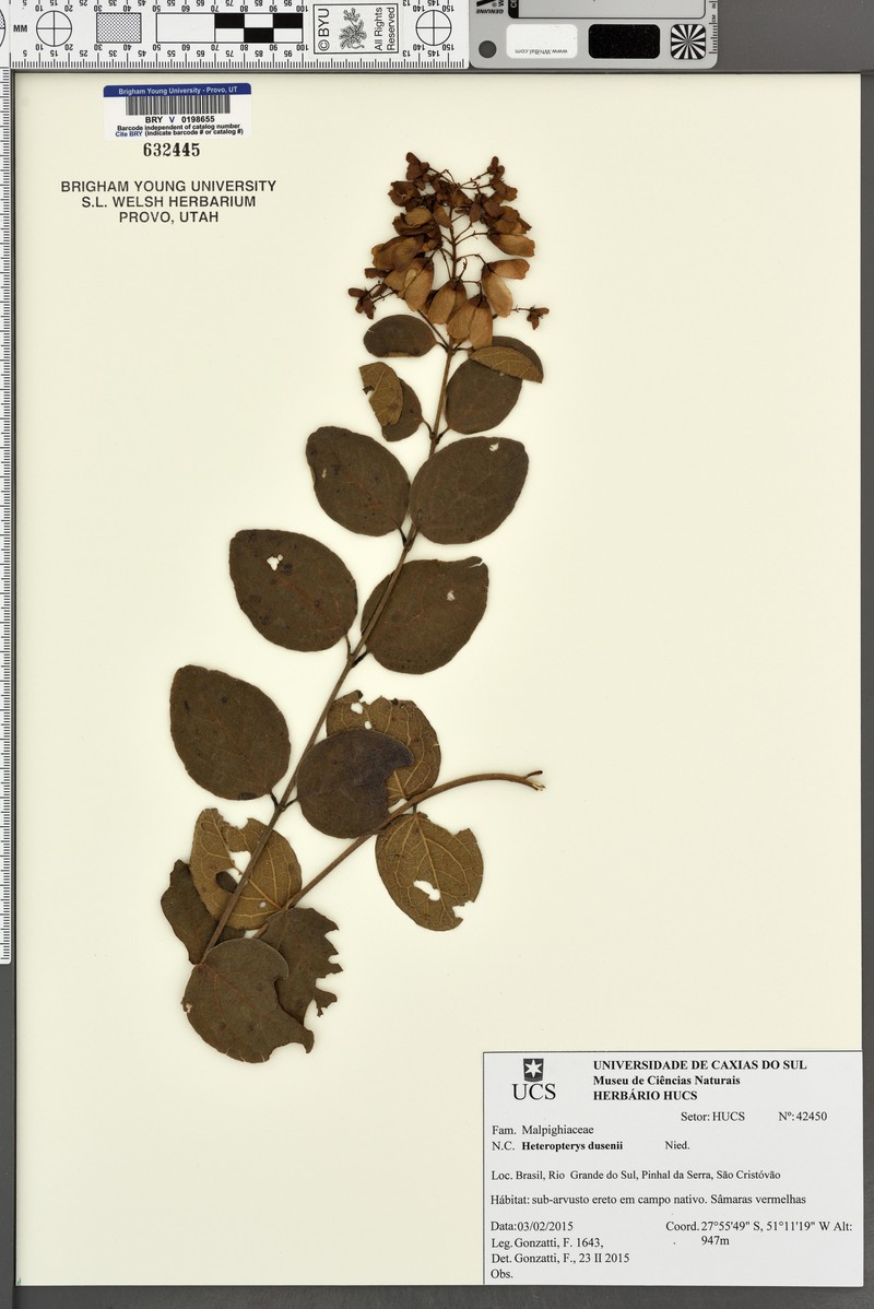 Heteropterys dusenii photo 2