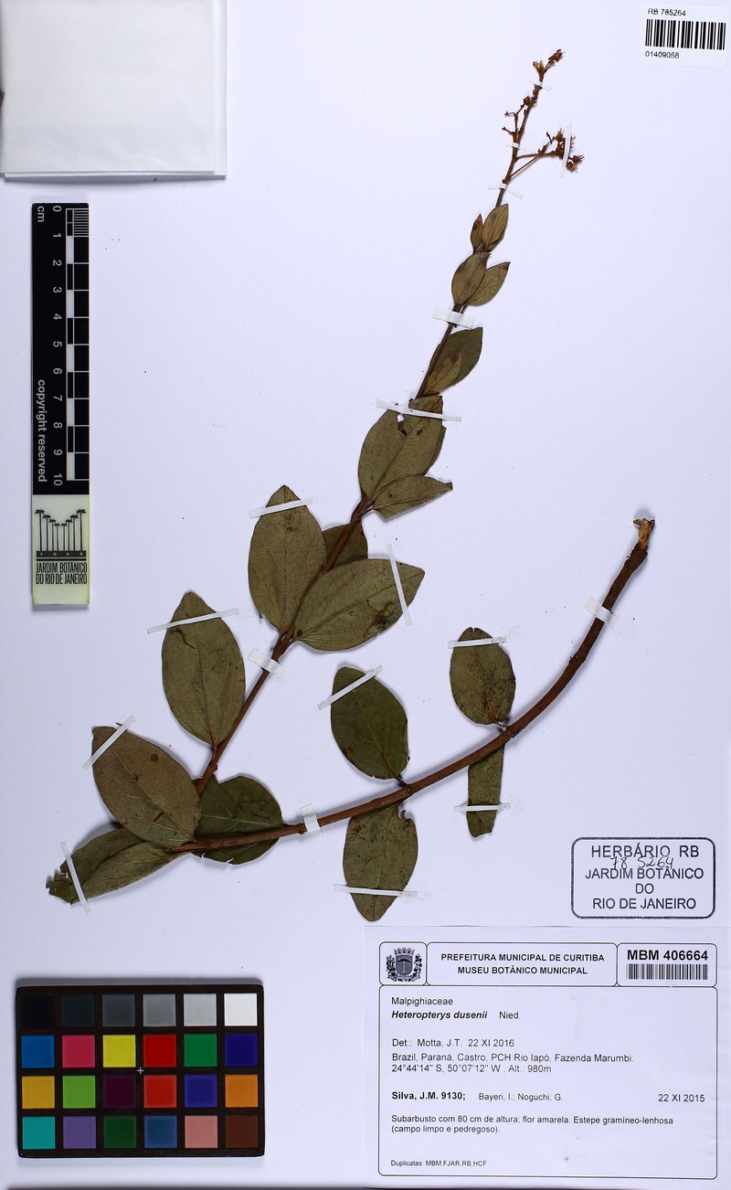 Heteropterys dusenii photo 3