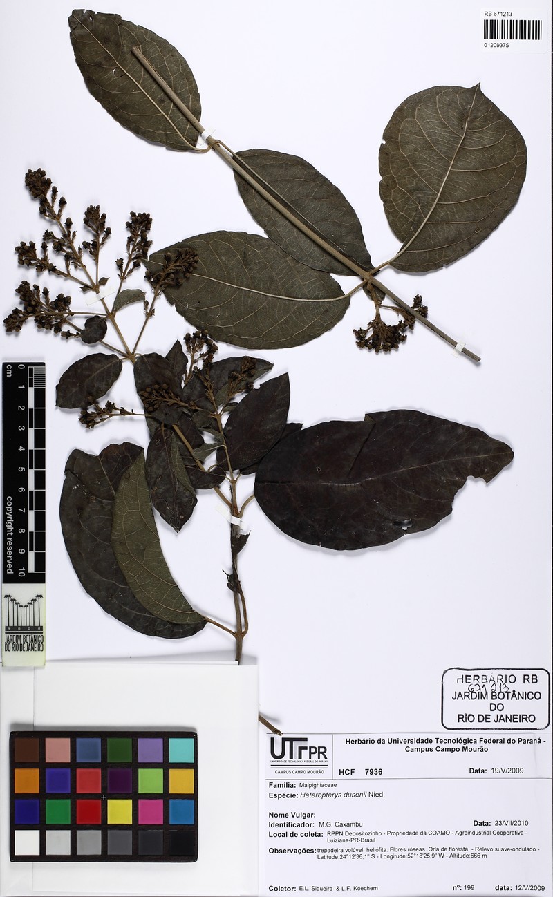 Heteropterys dusenii photo 4