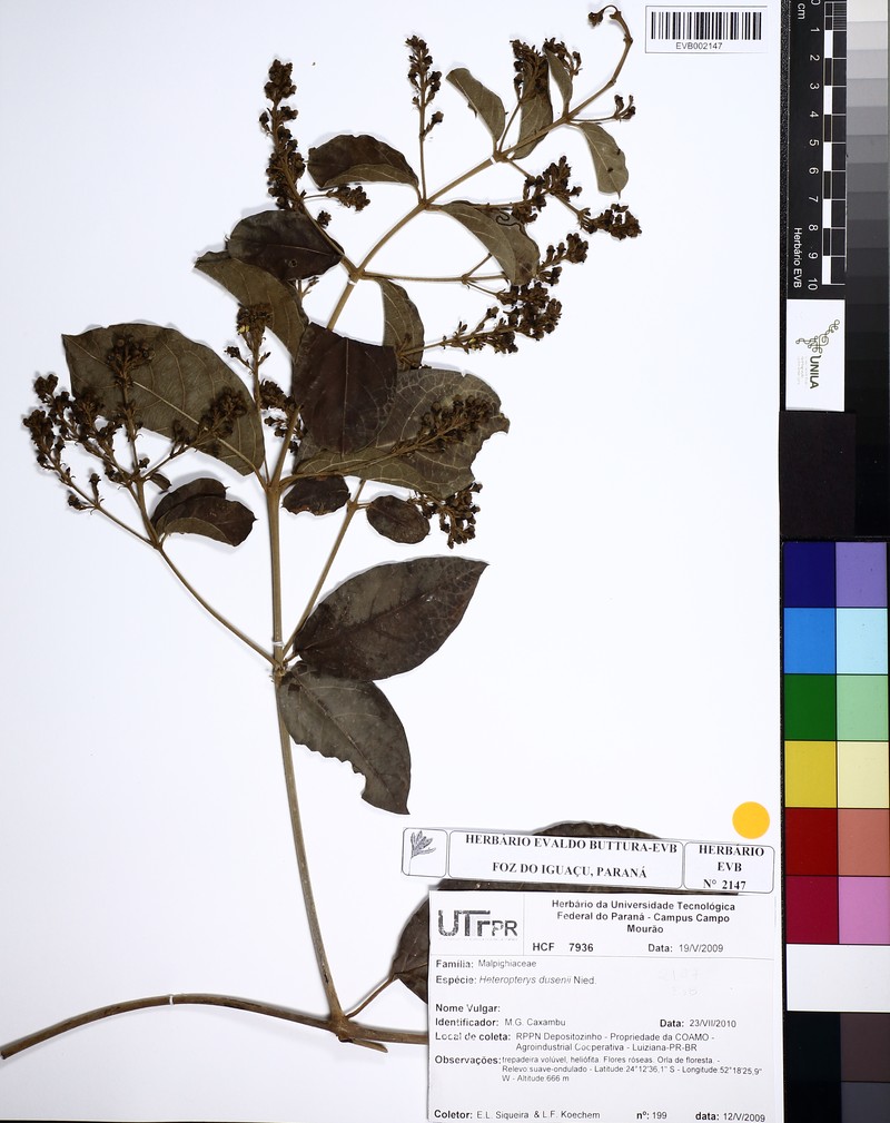 Heteropterys dusenii photo 5