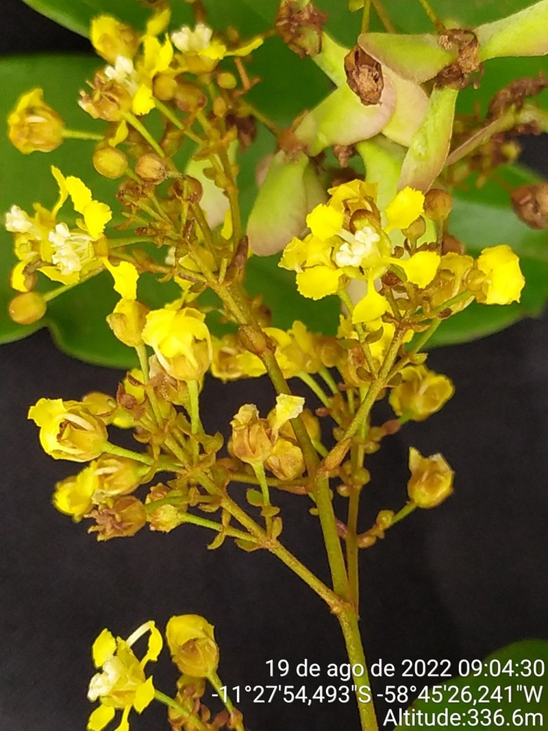 Heteropterys eglandulosa