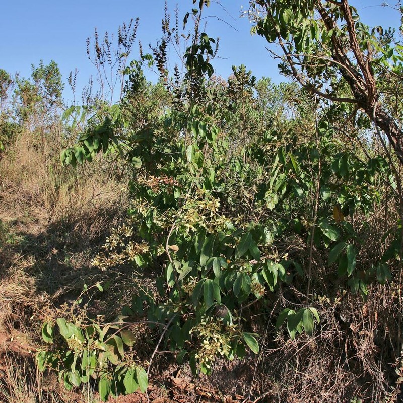 Heteropterys eglandulosa photo 2