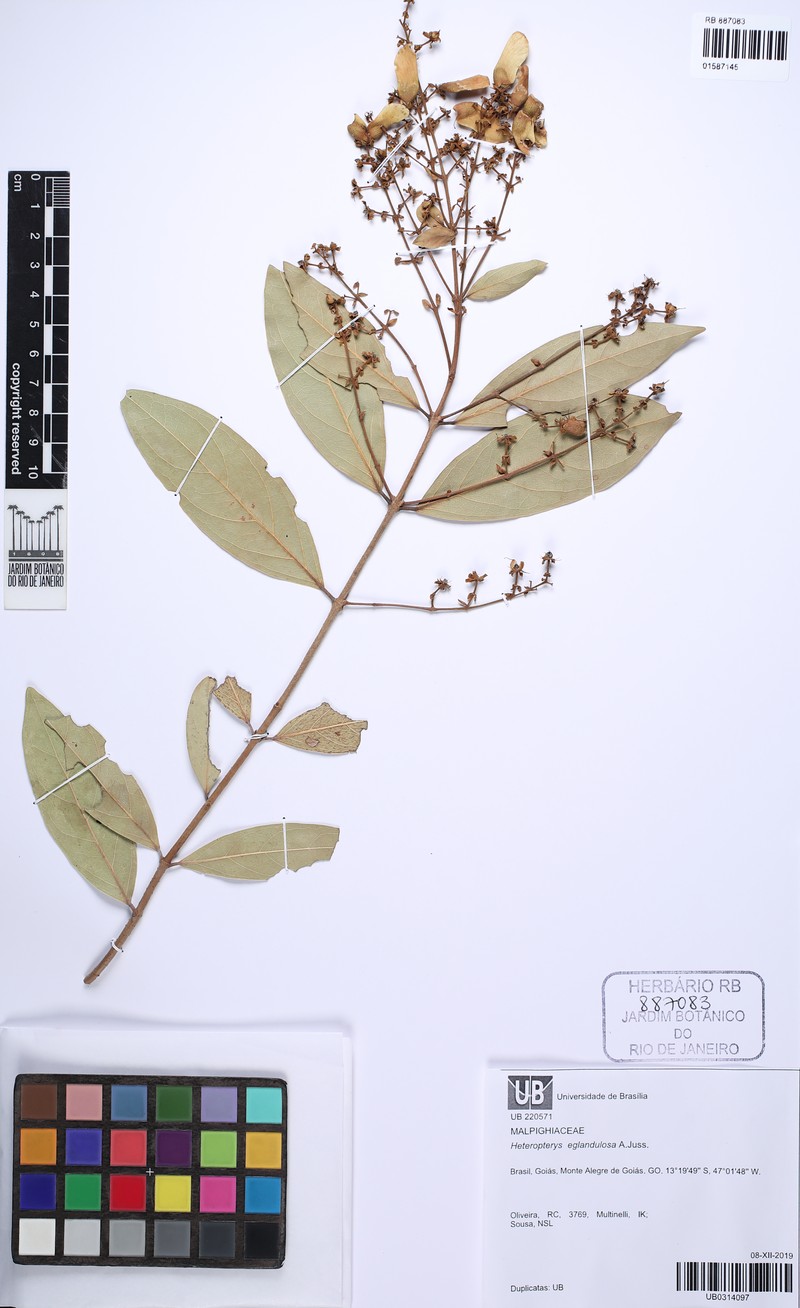 Heteropterys eglandulosa photo 3