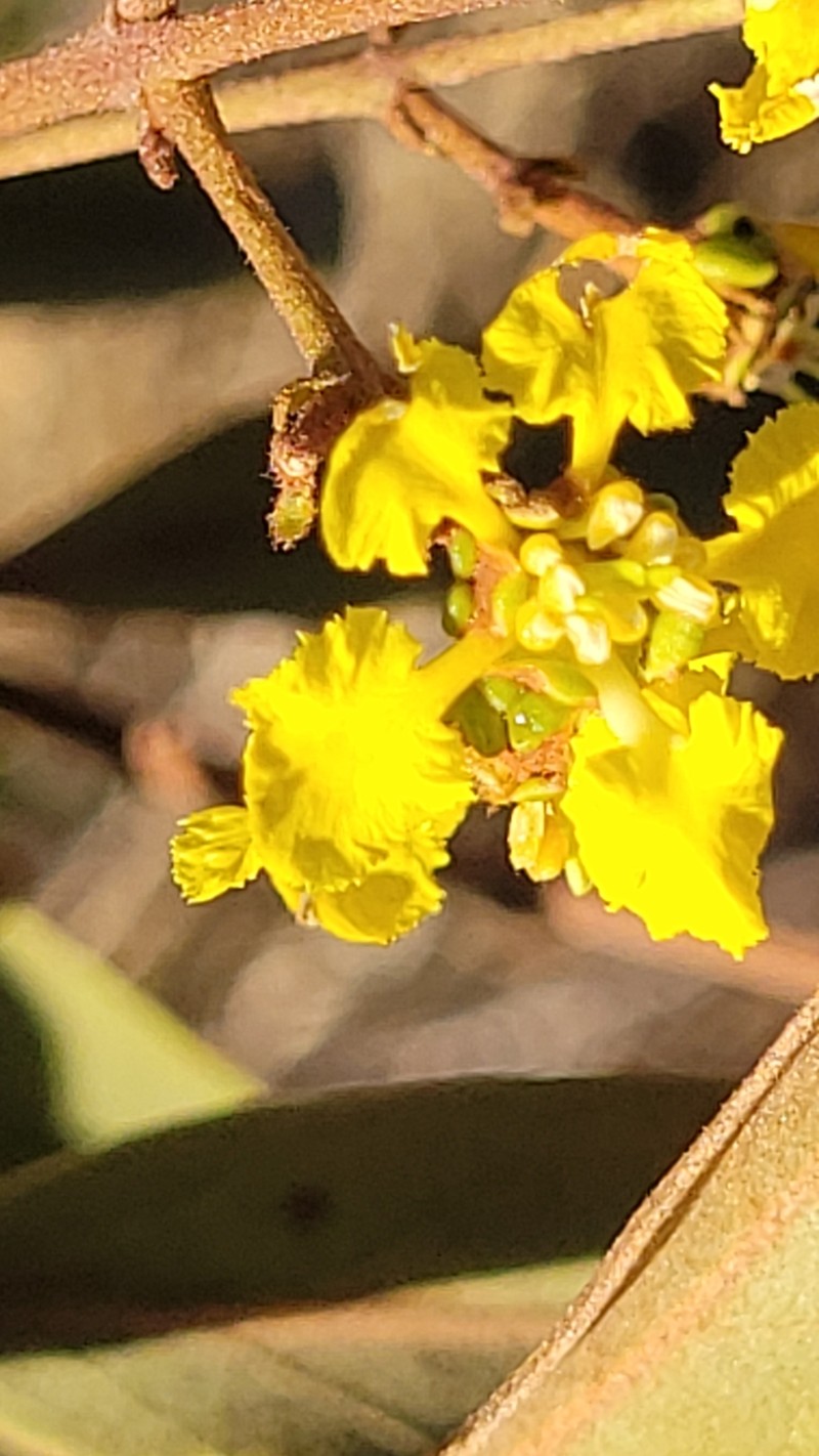 Heteropterys escalloniifolia photo 2