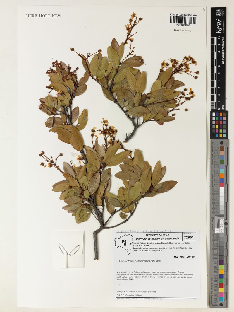 Heteropterys escalloniifolia photo 3