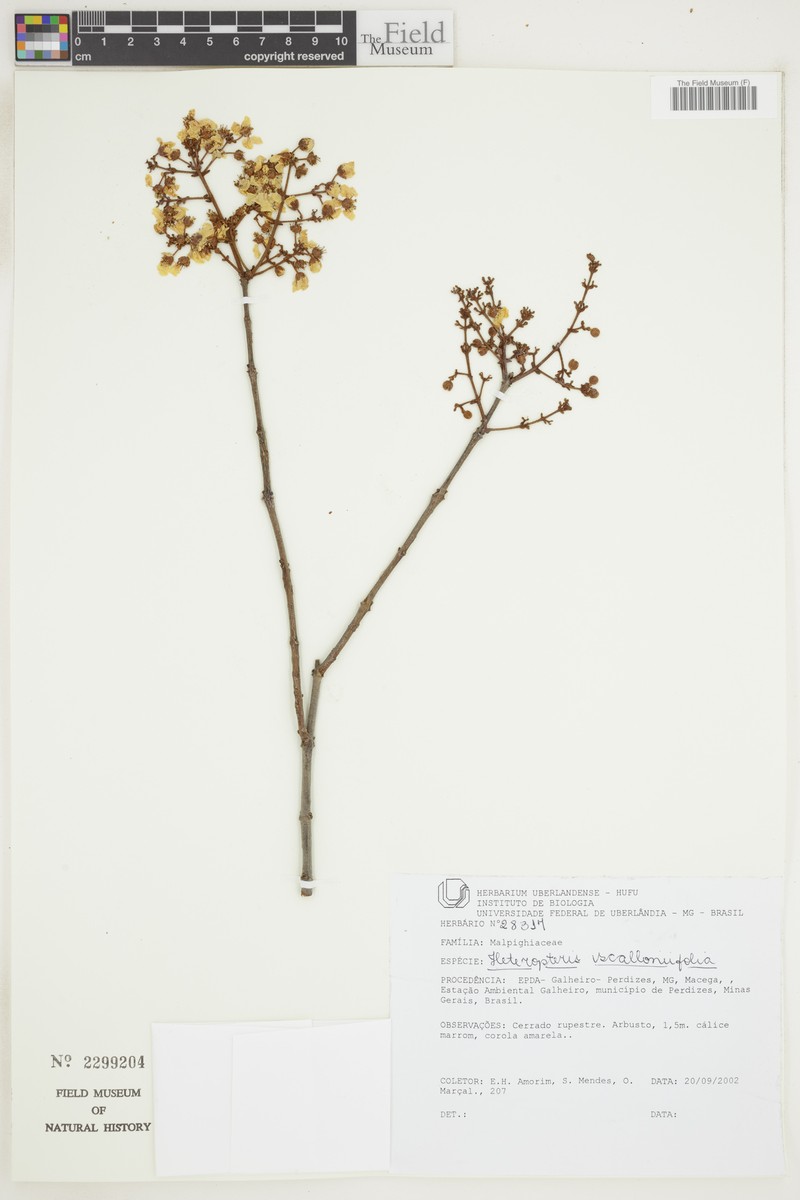 Heteropterys escalloniifolia photo 4