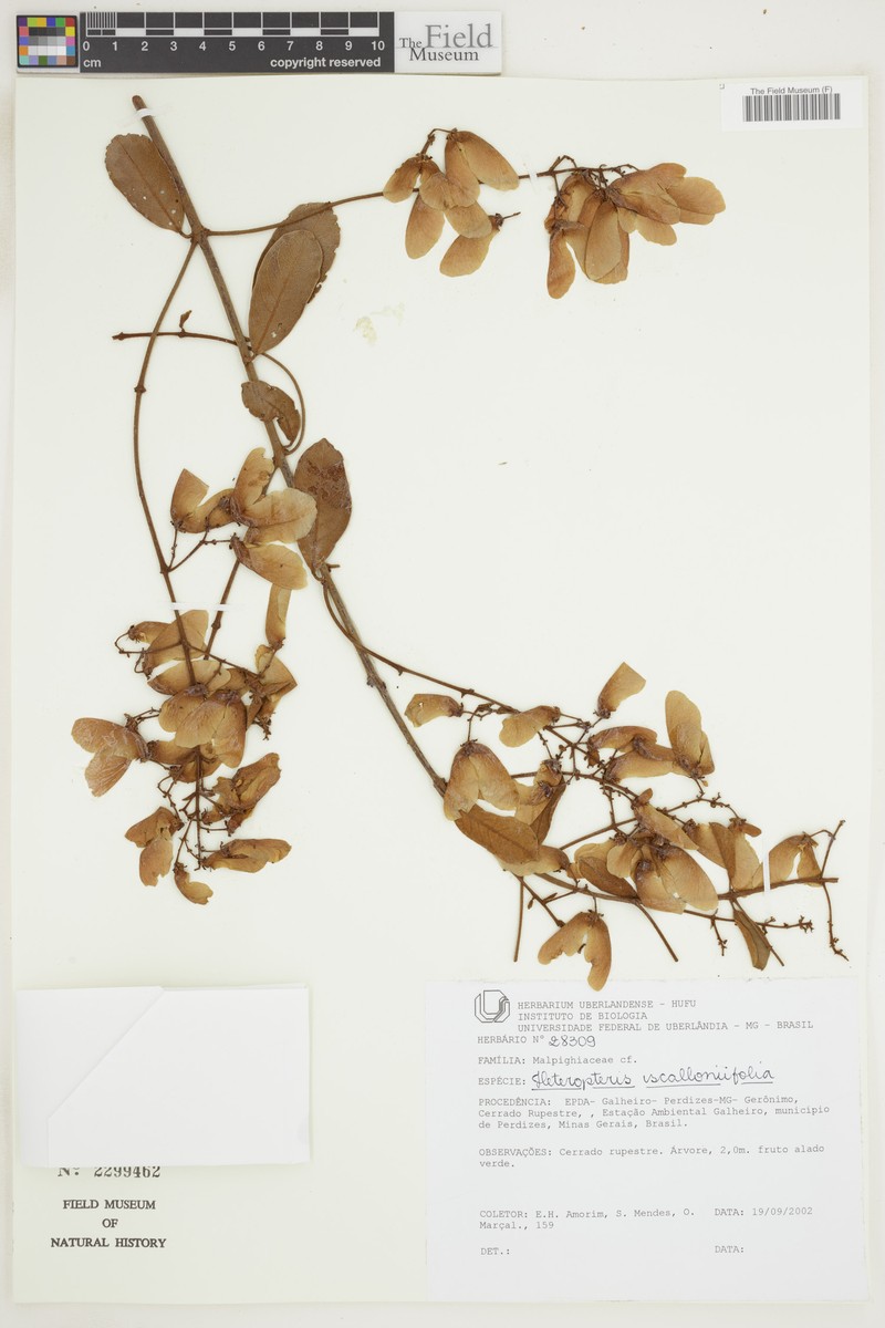 Heteropterys escalloniifolia photo 5