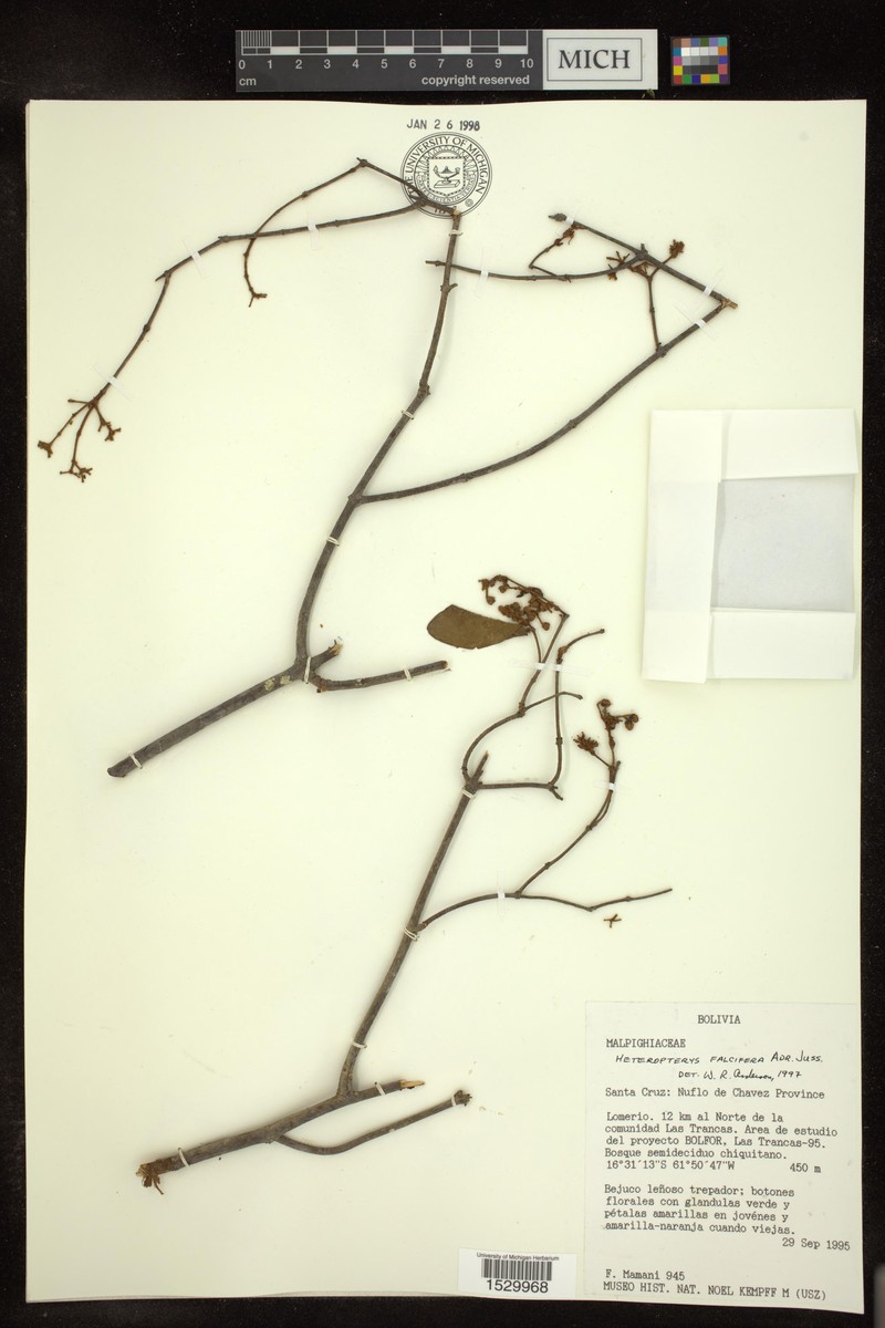 Heteropterys falcifera