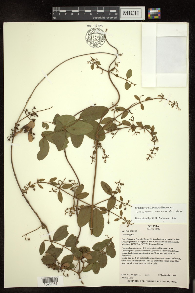 Heteropterys falcifera photo 2