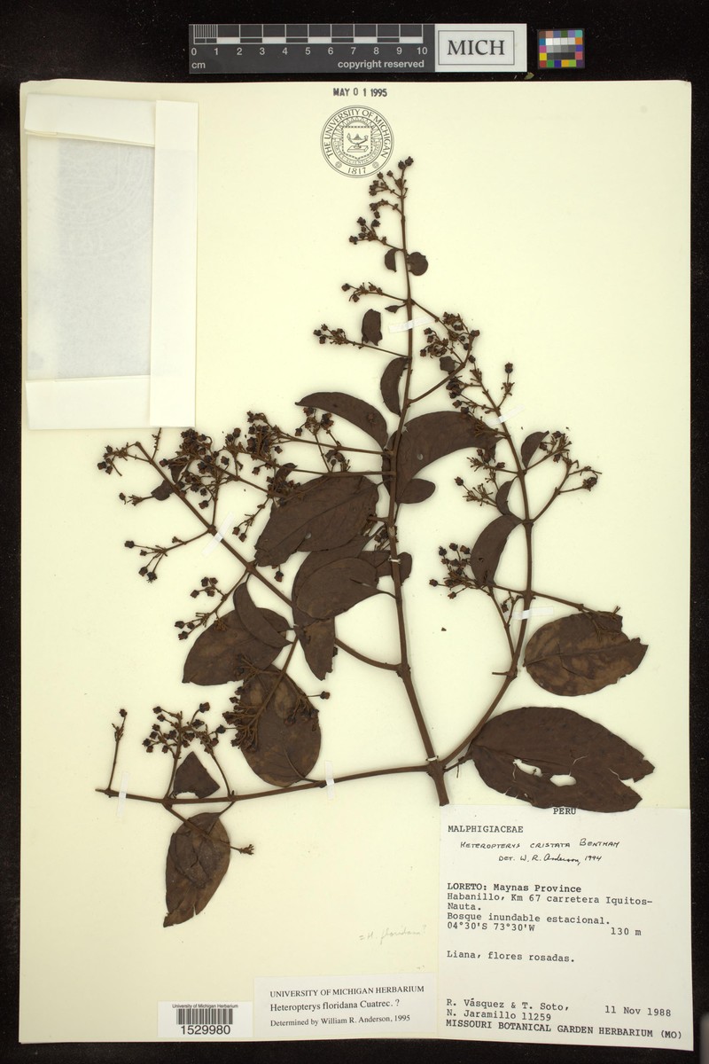 Heteropterys floridana