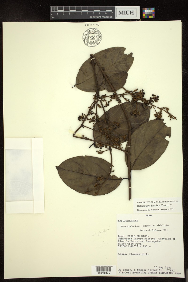 Heteropterys floridana photo 2