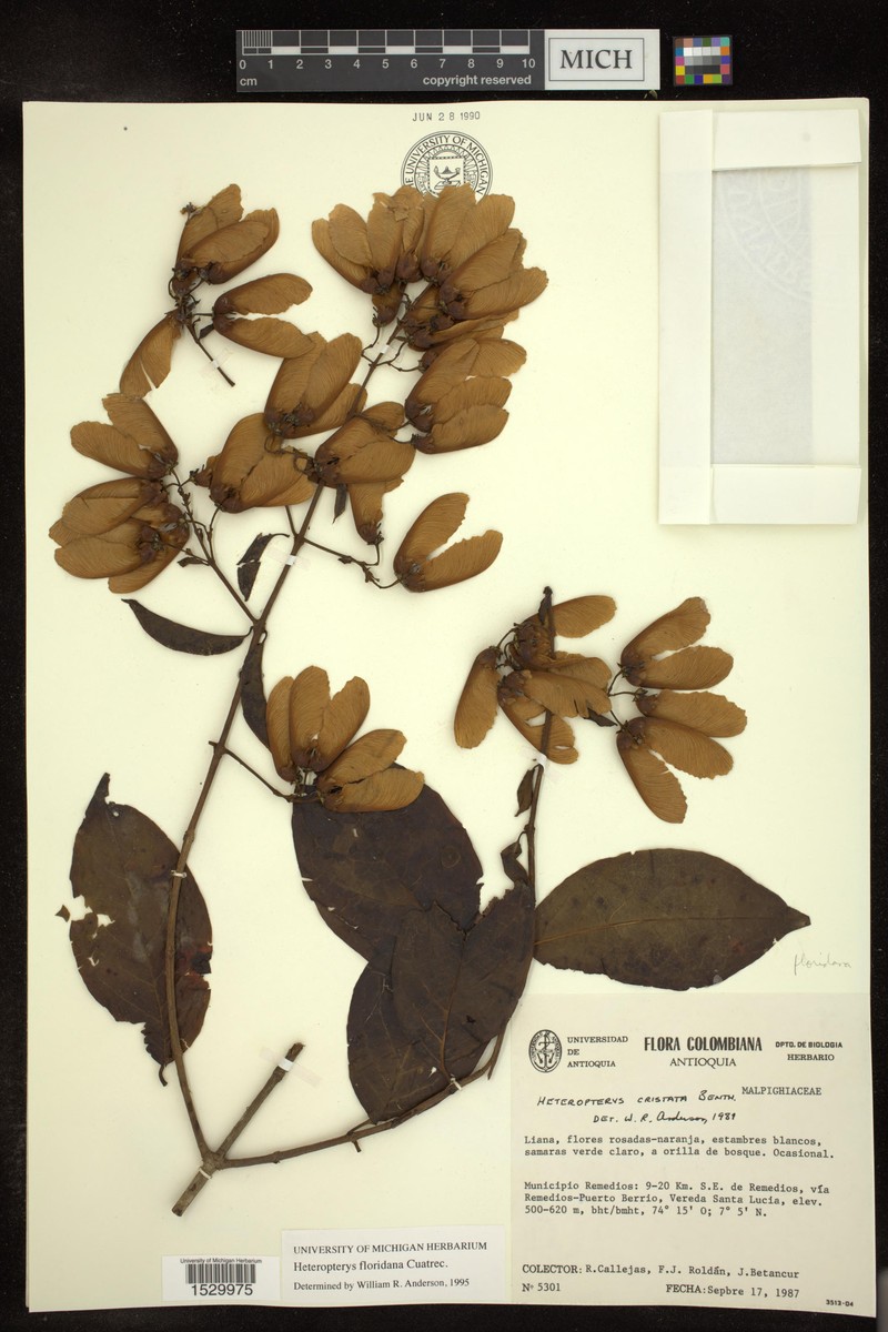Heteropterys floridana photo 3